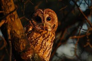 a barred owl perched on a branch in the evening background photo