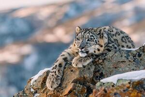 a snow leopard rests on a rock in the mountains background photo
