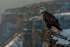 a bald eagle perched on a cliff overlooking a snowy mountain background photo