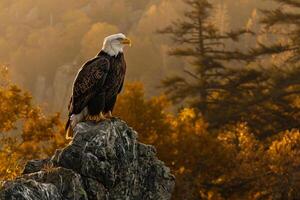 a bald eagle is perched on a rock in the woods background photo