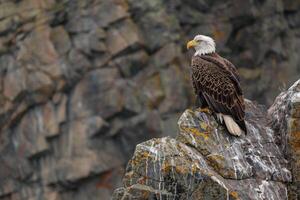 a bald eagle perched on a rock background photo