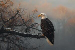 bald eagle on a tree branch in the fog background photo