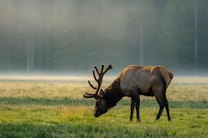 an elk grazing in a field with foggy trees background photo