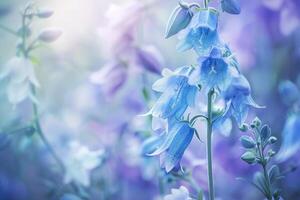 bluebells in a field with a blurry background photo