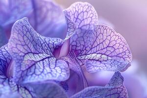 a  of a purple flower with a blurred background photo