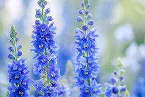 blue flowers growing in a field with background photo