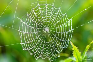 A spider web with dew drops on it background photo