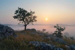 a lone tree on a hill with fog in the background photo