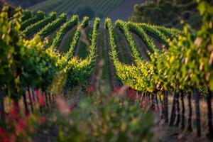 a vineyard with rows of green vines background photo