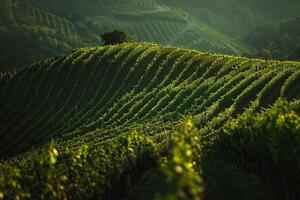a vineyard field with rows of green vines background photo