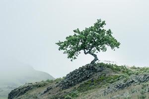 a lone tree on a hill in the fog background photo