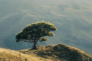 a lone tree on a hillside background photo