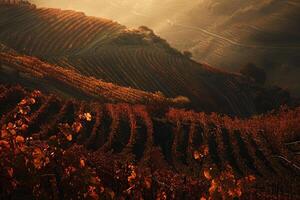 a vineyard with red leaves on the ground background photo