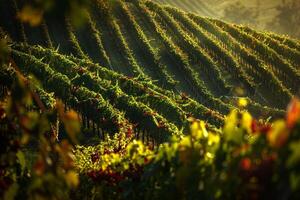 a vineyard with rows of grapes in the sun background photo