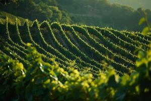 a vineyard with rows of green vines background photo