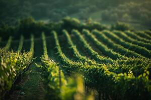 a vineyard with rows of green plants background photo