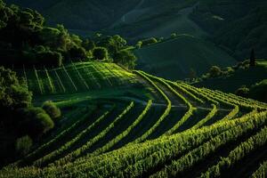a vineyard field with rows of green vines background photo