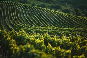 a vineyard field with rows of green vines background photo