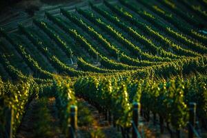 a vineyard with rows of green plants background photo