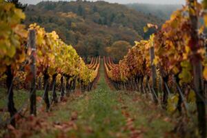 a vineyard with rows of vines in the fall background photo