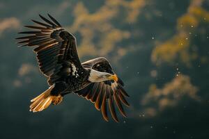 a bald eagle flying in the air with its wings spread background photo
