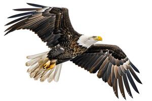 an eagle is flying in the air with its wings spread background photo