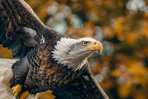 an eagle is flying in the air with its wings spread background photo