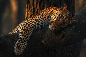 leopard sleeping in a tree background photo