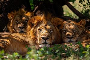 three lions resting under a tree background photo