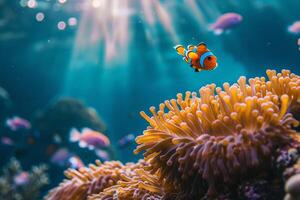 Anemone and Clown Fish in the Ocean Background photo