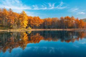 Autumn Forest with Blue Sky and Yellow Trees in the Background photo