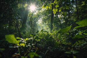 The Sun Shines Through the Trees in a Forest with Background photo