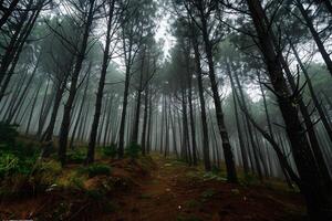 A Path in the Woods with Background photo