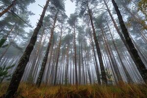 A Forest with Tall Trees in the Foggy Background photo