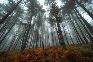 A Forest with Tall Trees and Fog in the Background photo