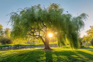 A Tree with the Sun Shining Through It Background photo