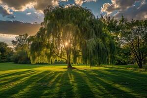 A Large Tree in a Park with the Sun Shining Through It Background photo