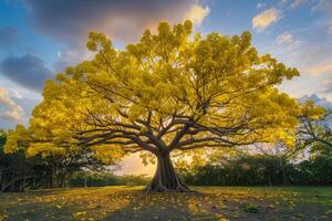 a large yellow tree in the middle of a field background photo