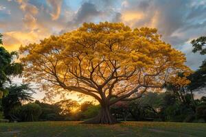 a large tree with yellow leaves in the middle of a field background photo