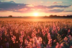 a field of flowers at sunset background photo