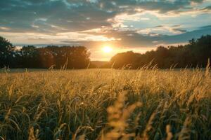 a field of tall grass at sunset background photo