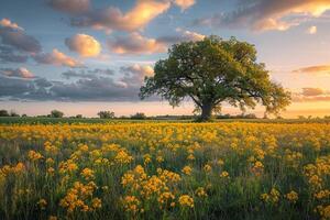 a large tree in a field of yellow flowers background photo