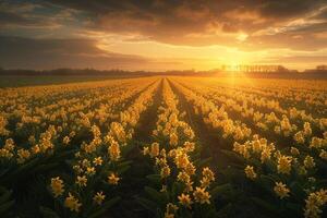 a field of yellow flowers at sunset background photo