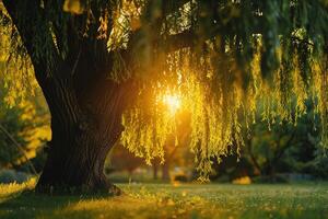 a tree with the sun shining through it background photo
