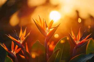 bird of paradise flower at sunset background photo