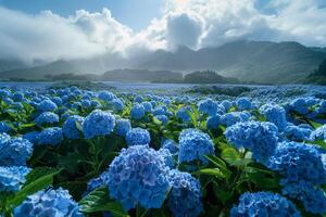 blue hydrangea field in the mountains background photo