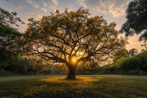 a large tree in a field background photo