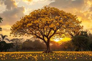 a tree with yellow flowers in the middle of a field background photo