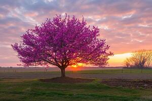 a tree with pink flowers in the middle of a field background photo