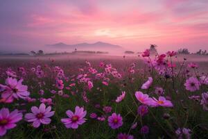 cosmos flowers in a field at sunrise background photo